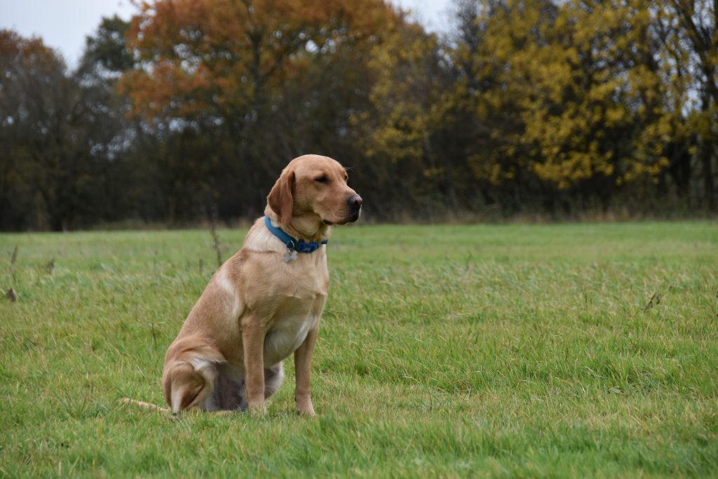 gundog training the tessleymoor way labrador retriever 