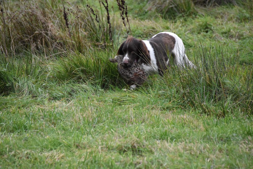 Pheasant retrieving with Springer Spaniel 