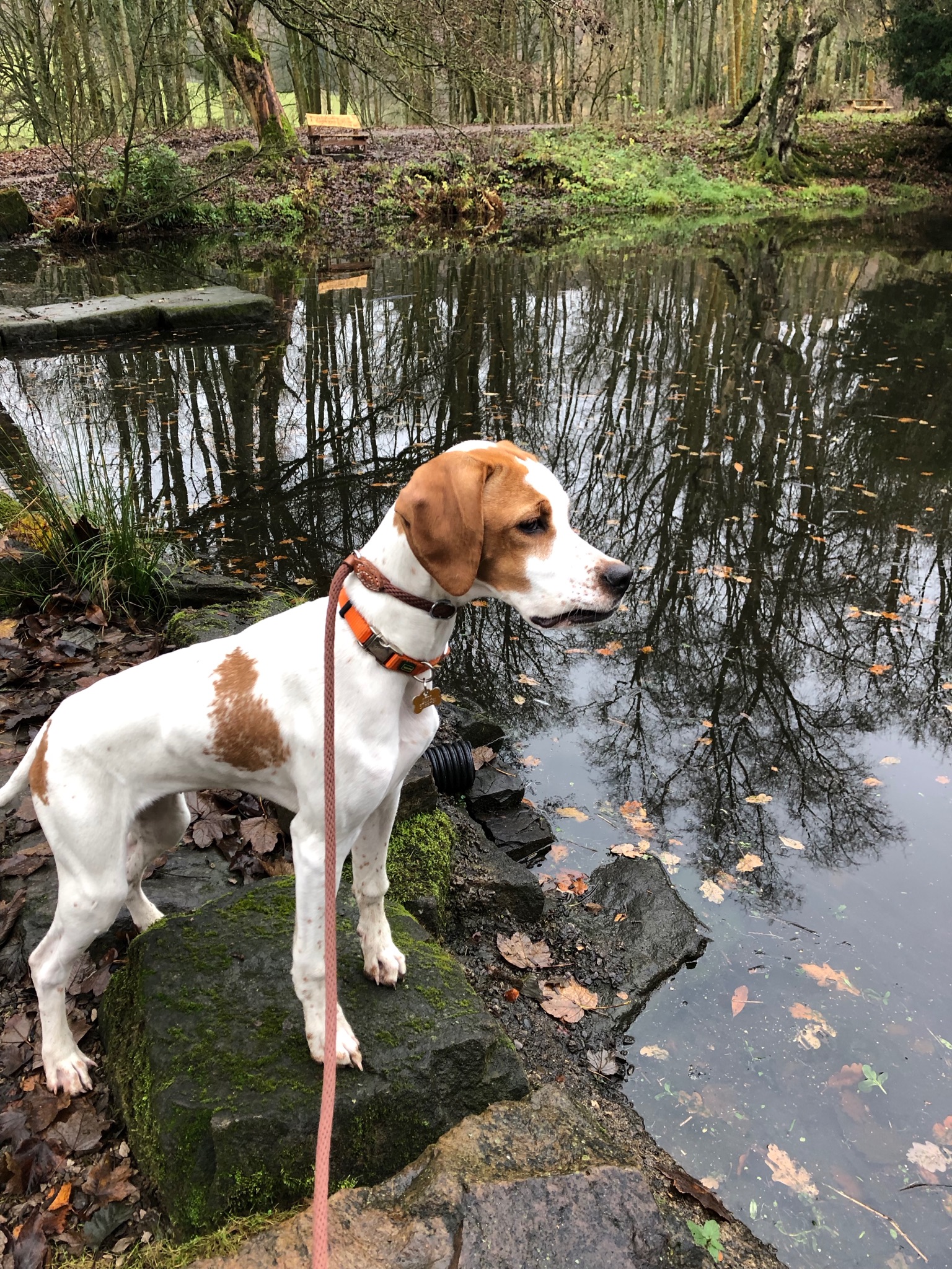 Puppy Gundog training Lola the English Pointer