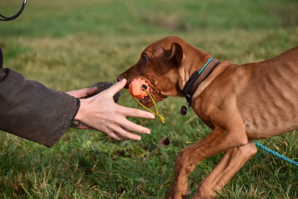 hungarian gundog puppy training
