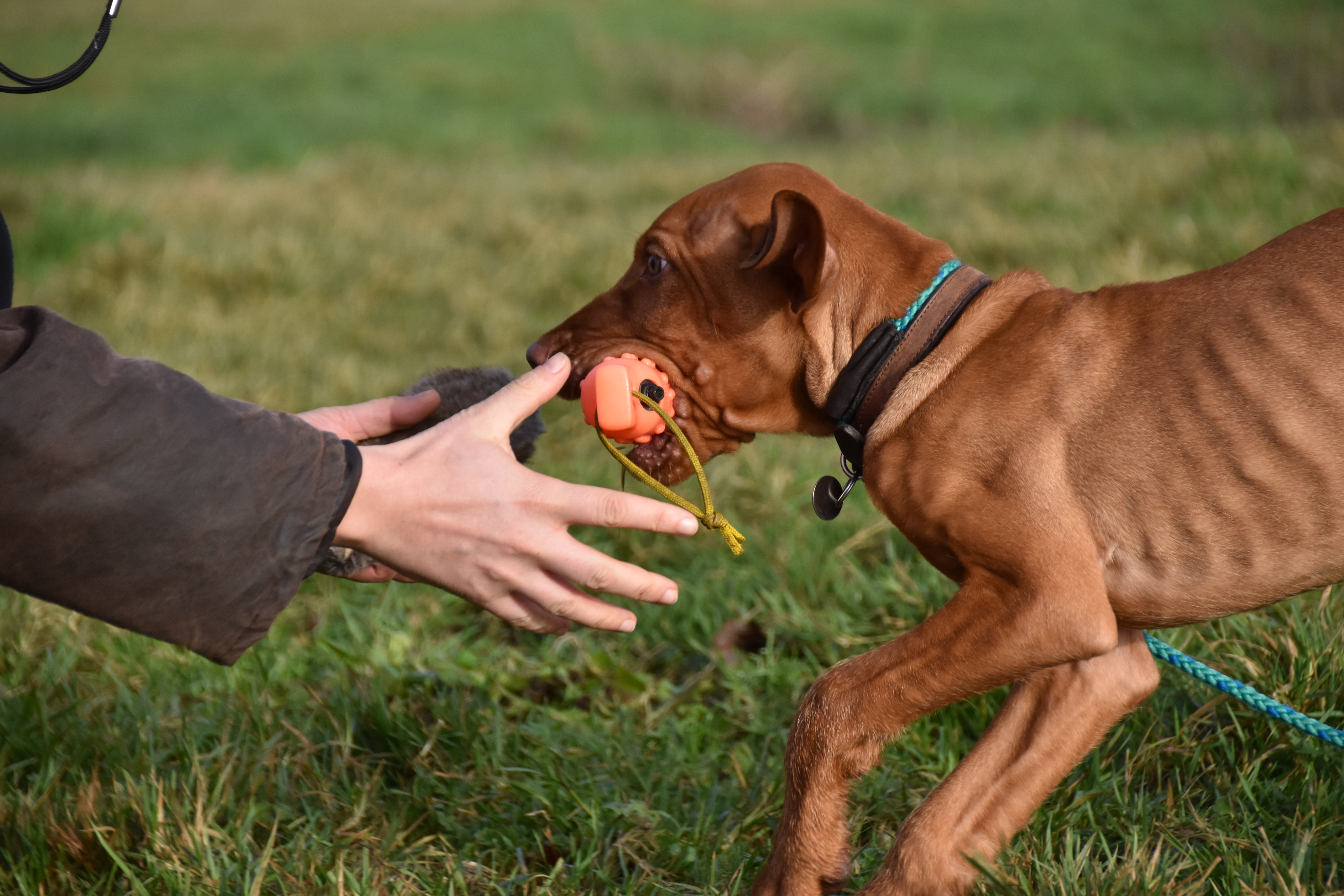 hungarian gundog puppy training