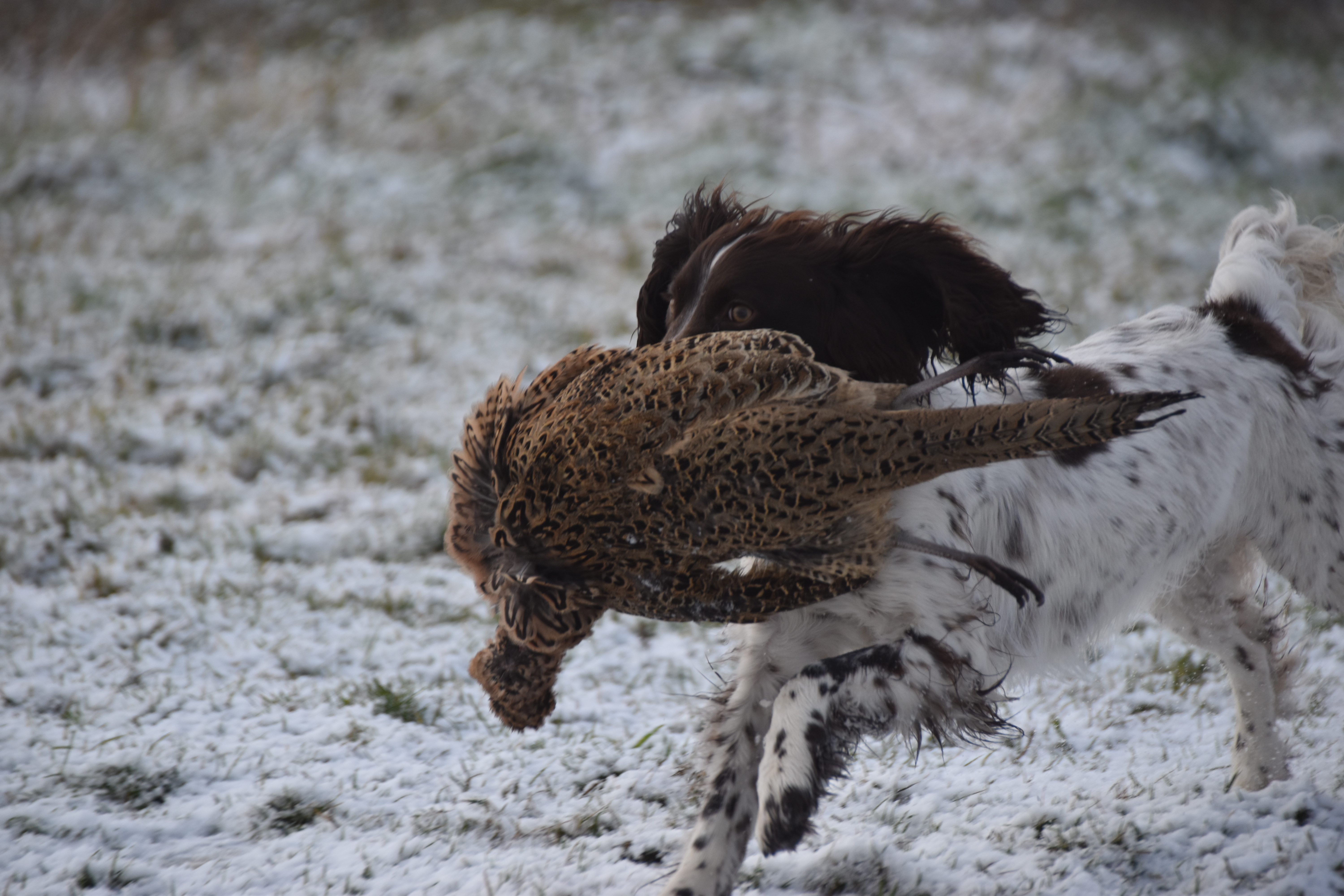 puppy gundog training game retrieving