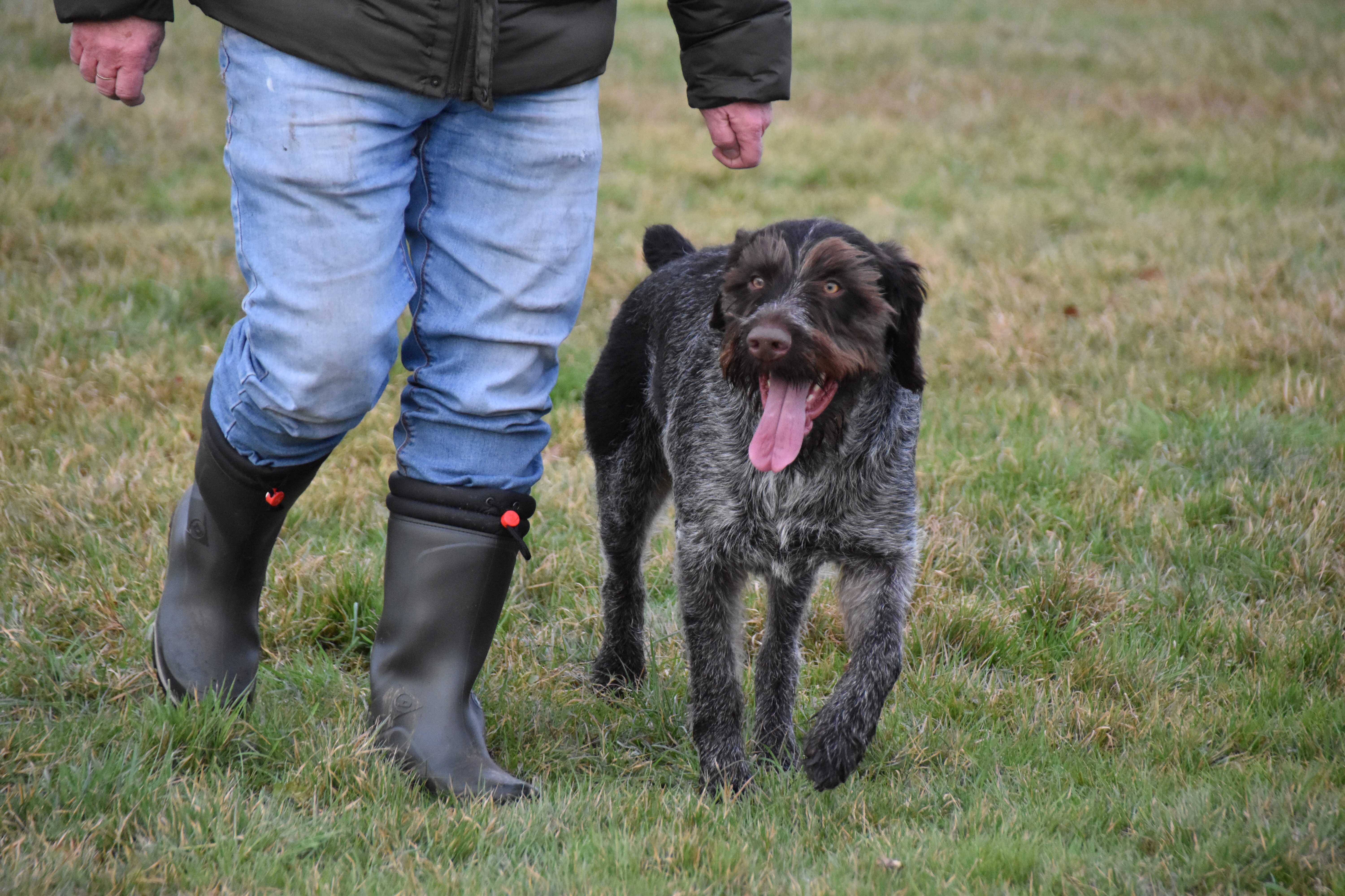 gundog training german wirehaired pointer