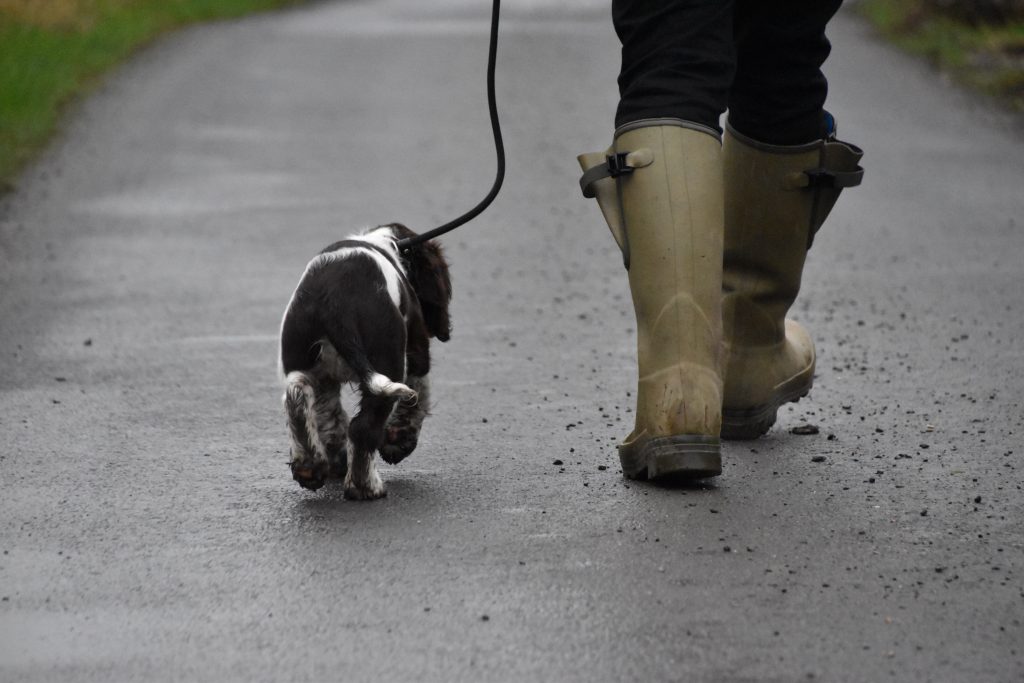 The Art & Science of Heeling | Courteous Canine