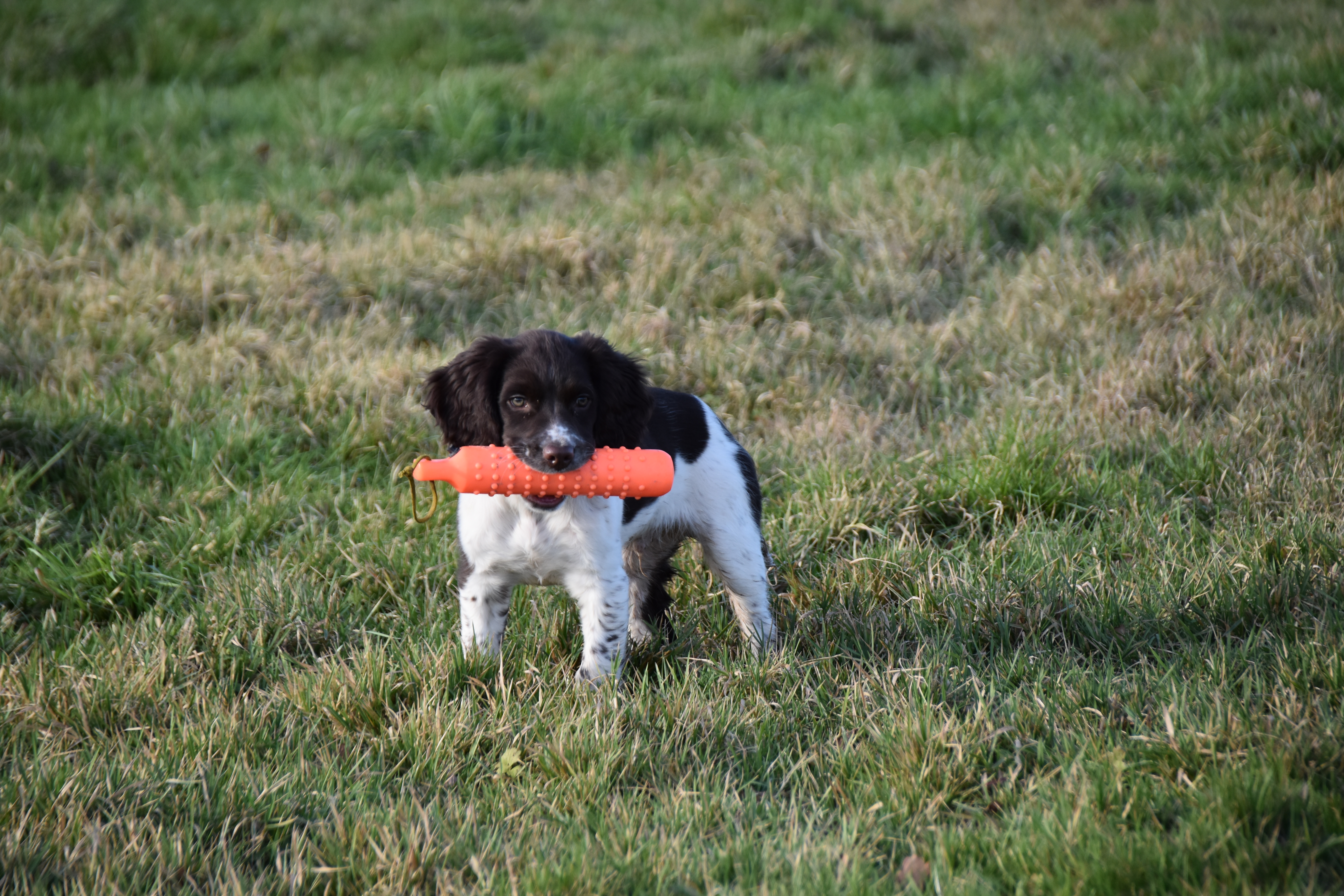 gundog training the tessleymoor way