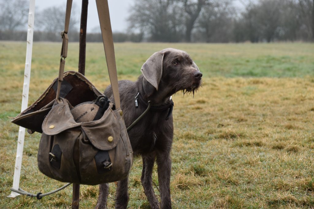 residential training slovakian rough haired pointer