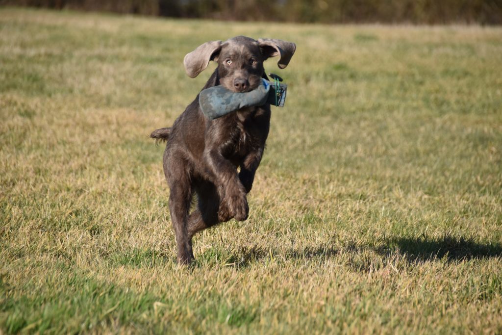 gundog training Slovakian rough haired pointer