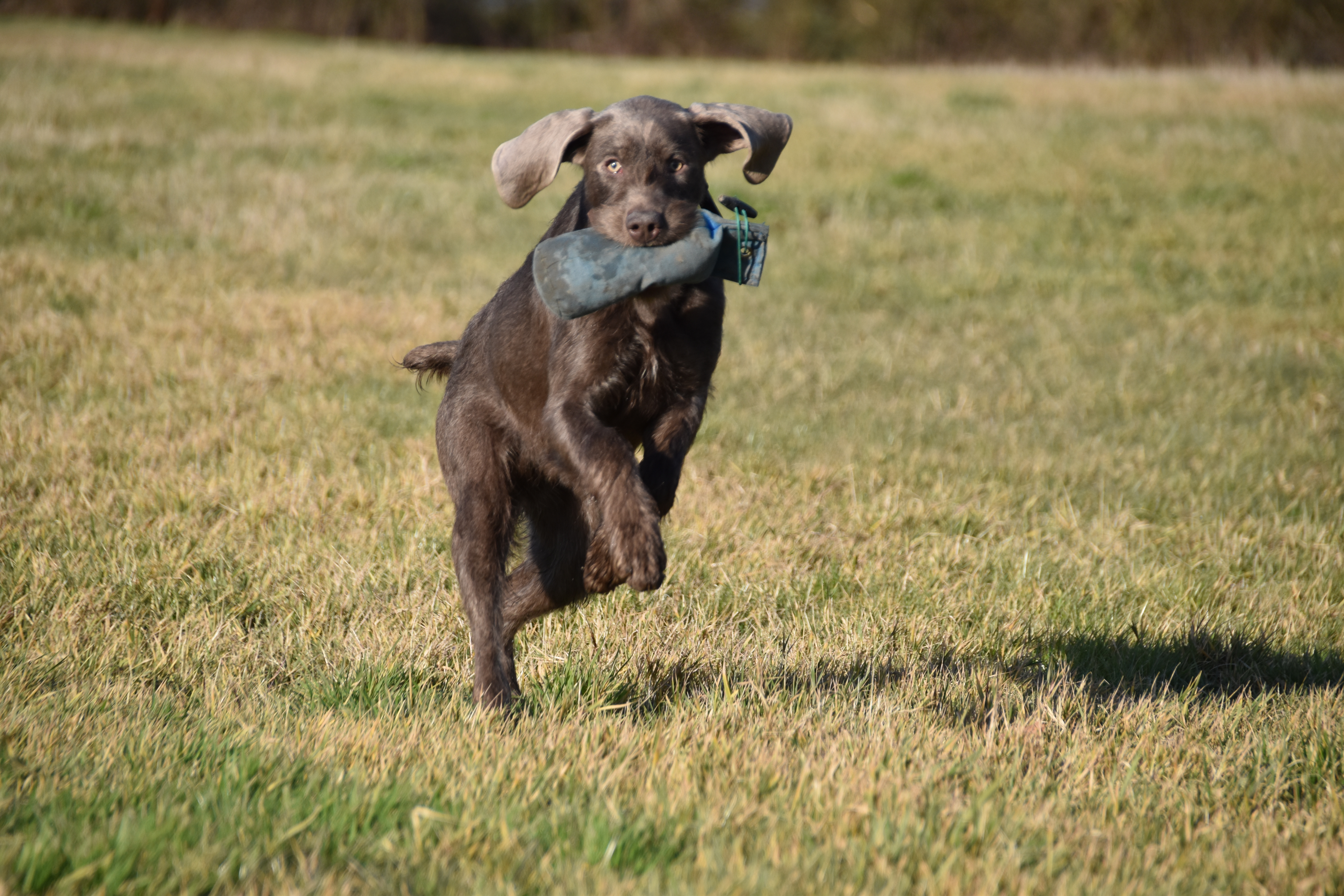 gundog training Slovakian rough haired pointer