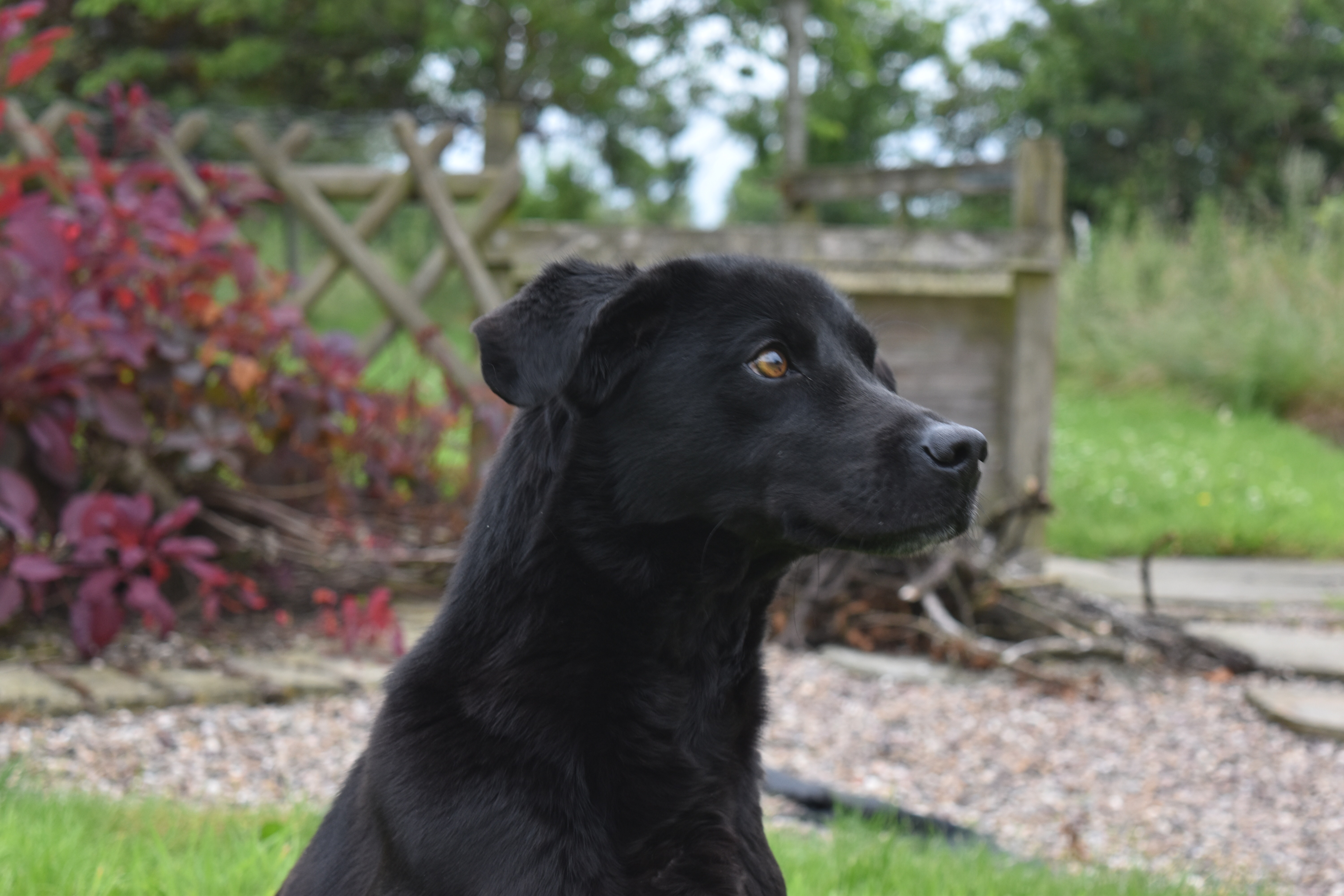 gundog labrador mans best friend
