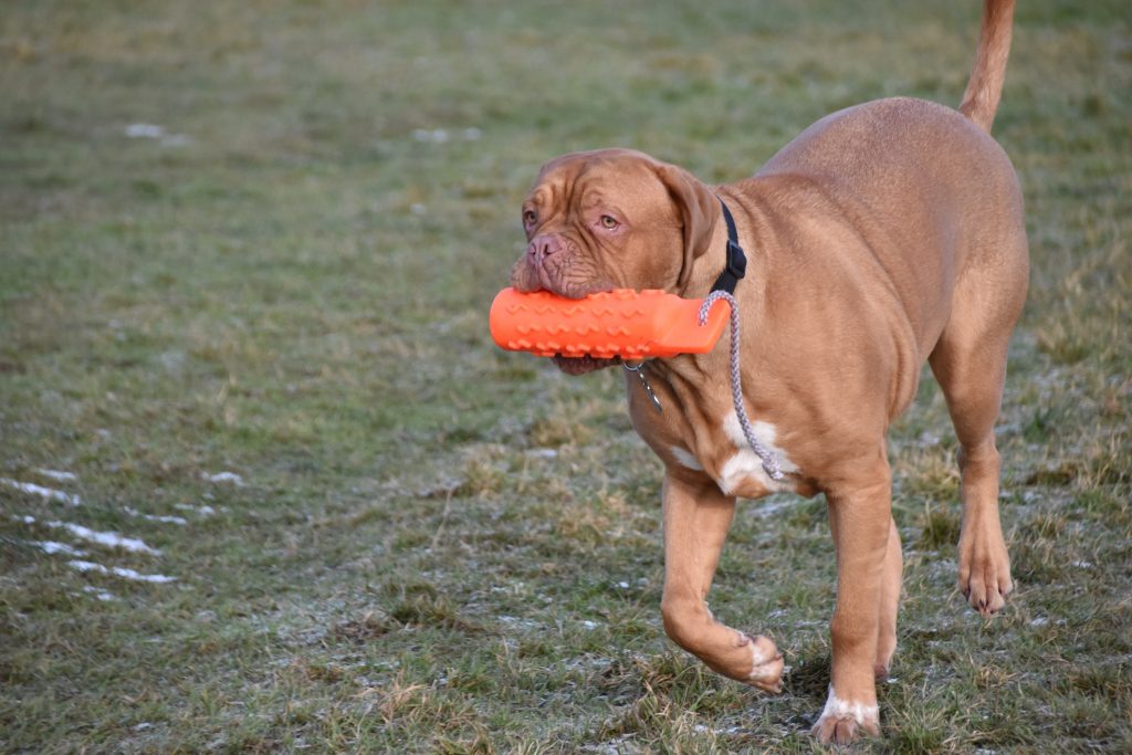dog training with consistency 