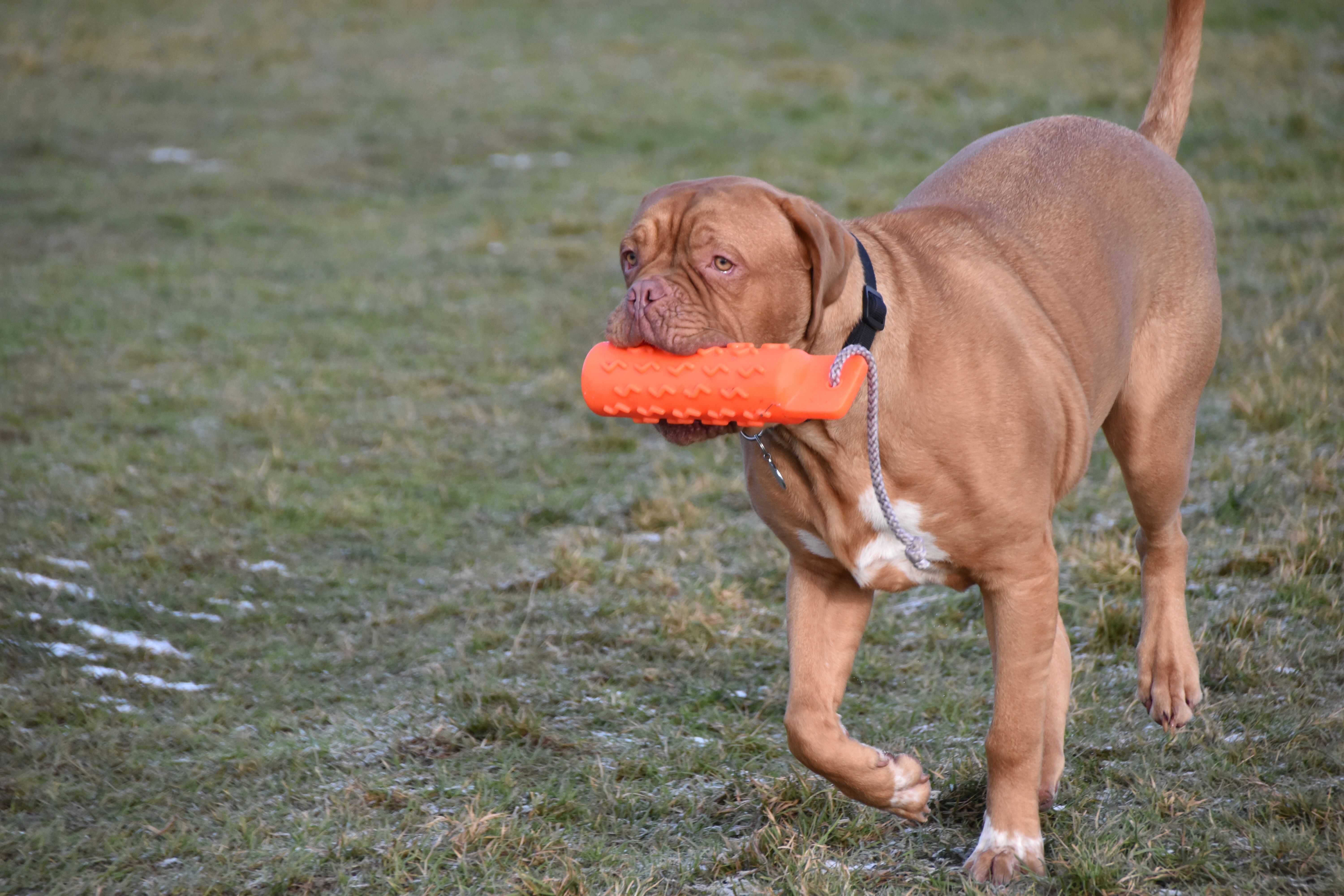 dog training with consistency