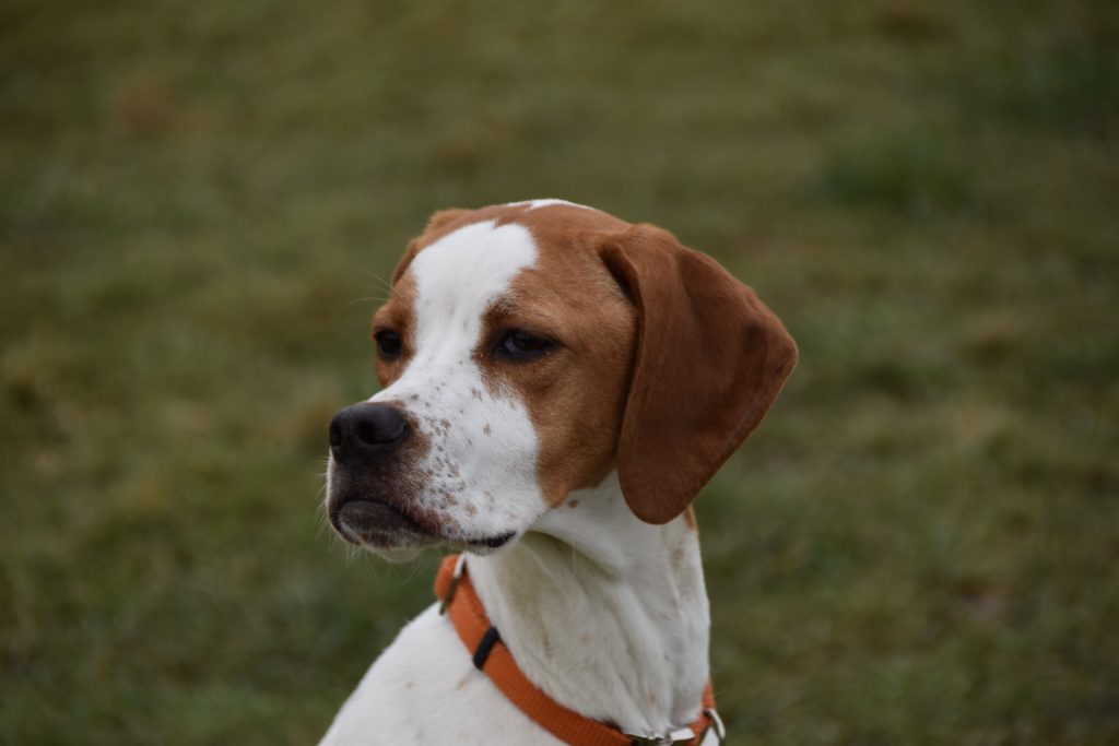 puppy gundog training english pointer