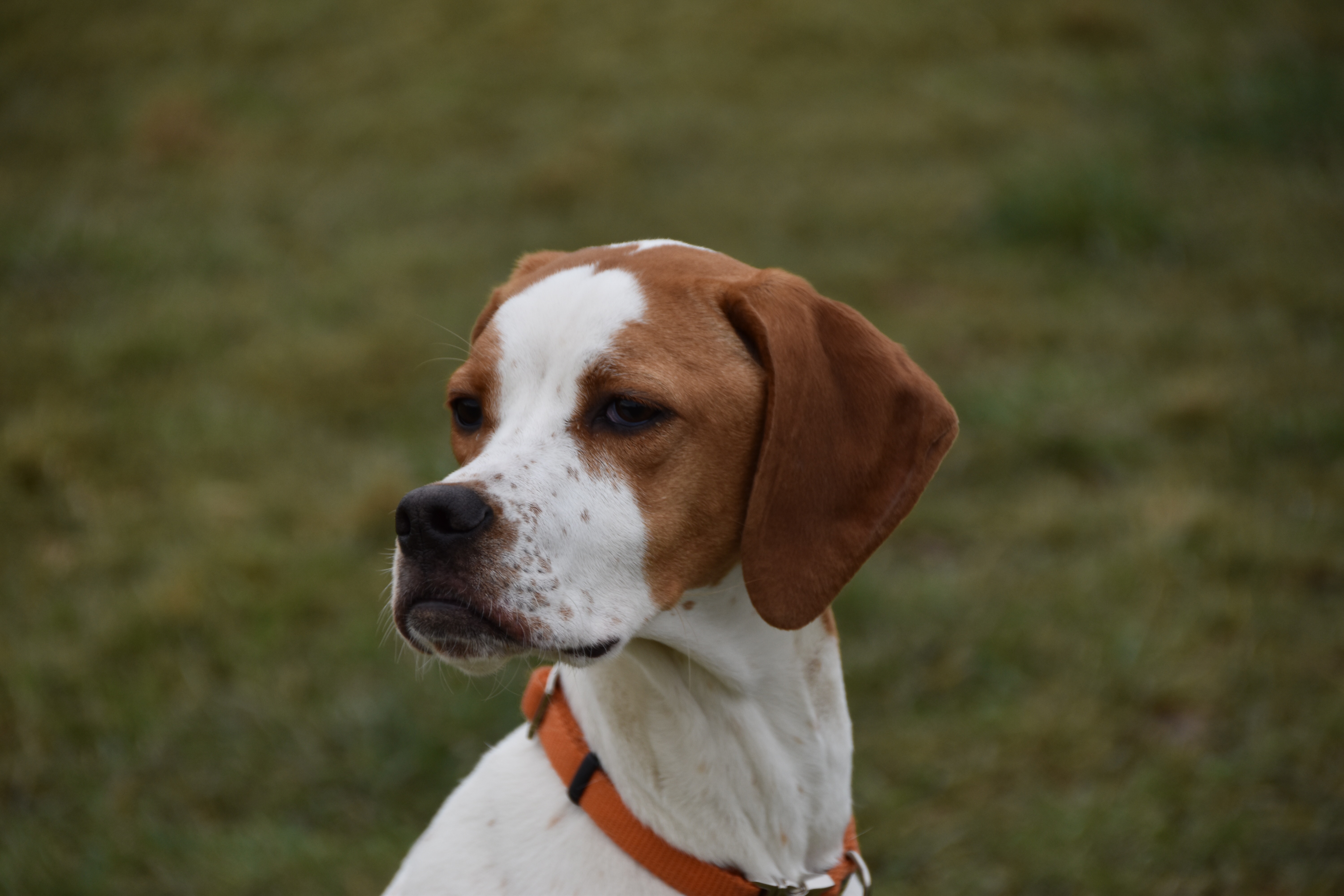 puppy gundog training english pointer