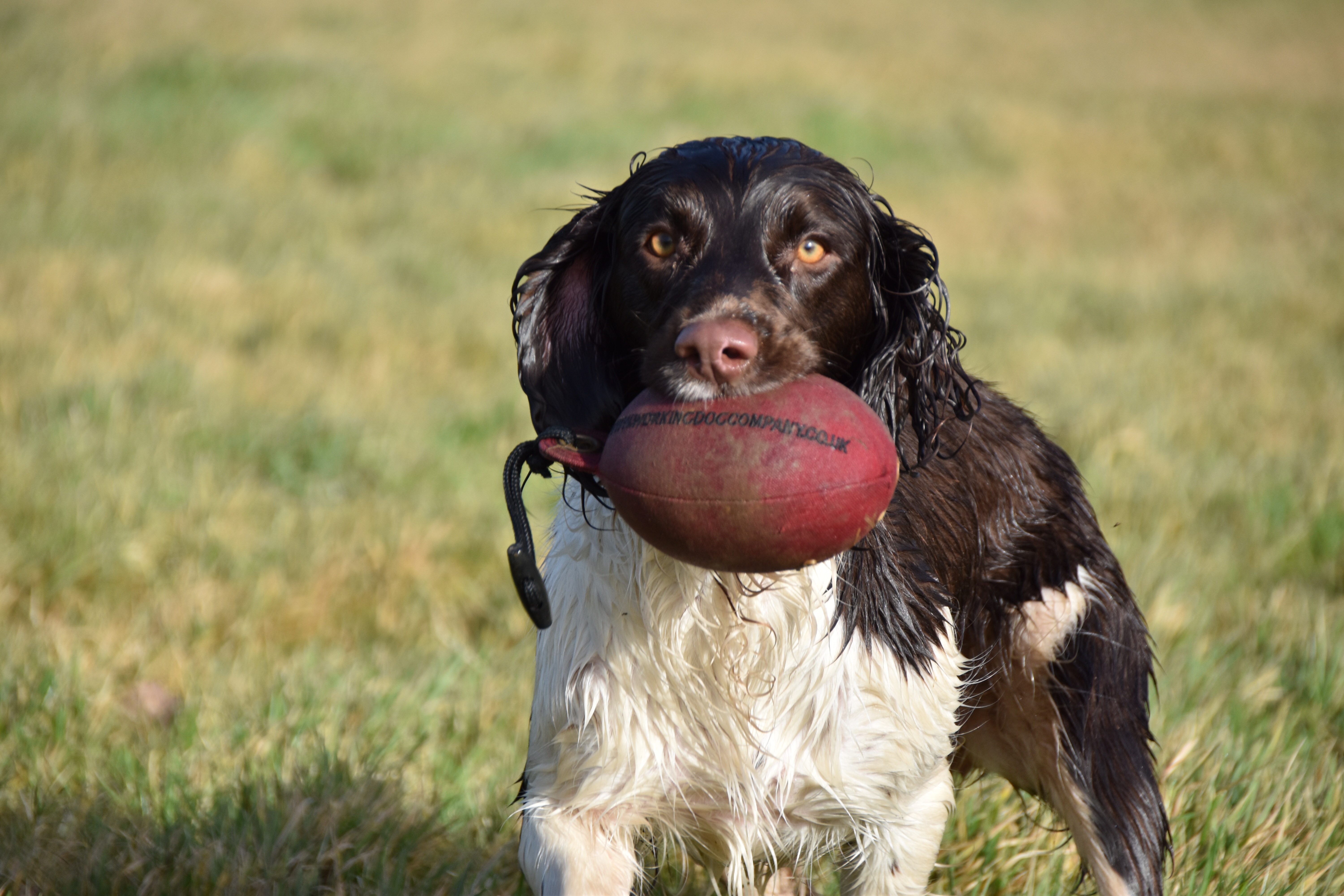 gundog training springer spaniel