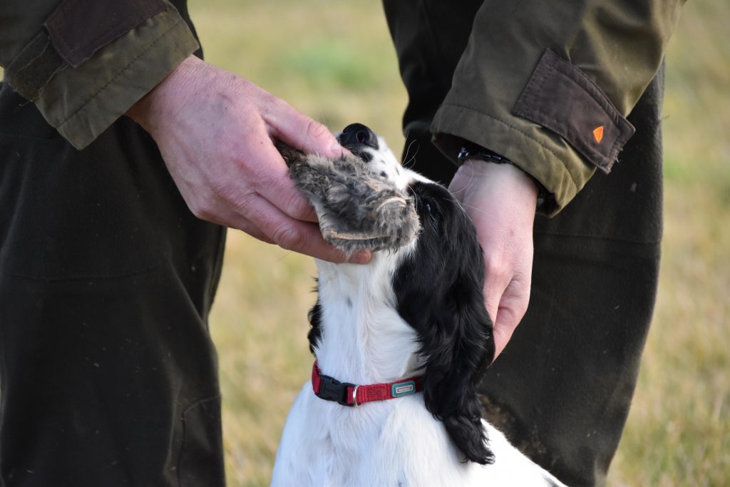 puppy gundog training cocker spaniel