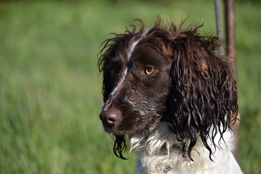 gundog training tessleymoor gundogs