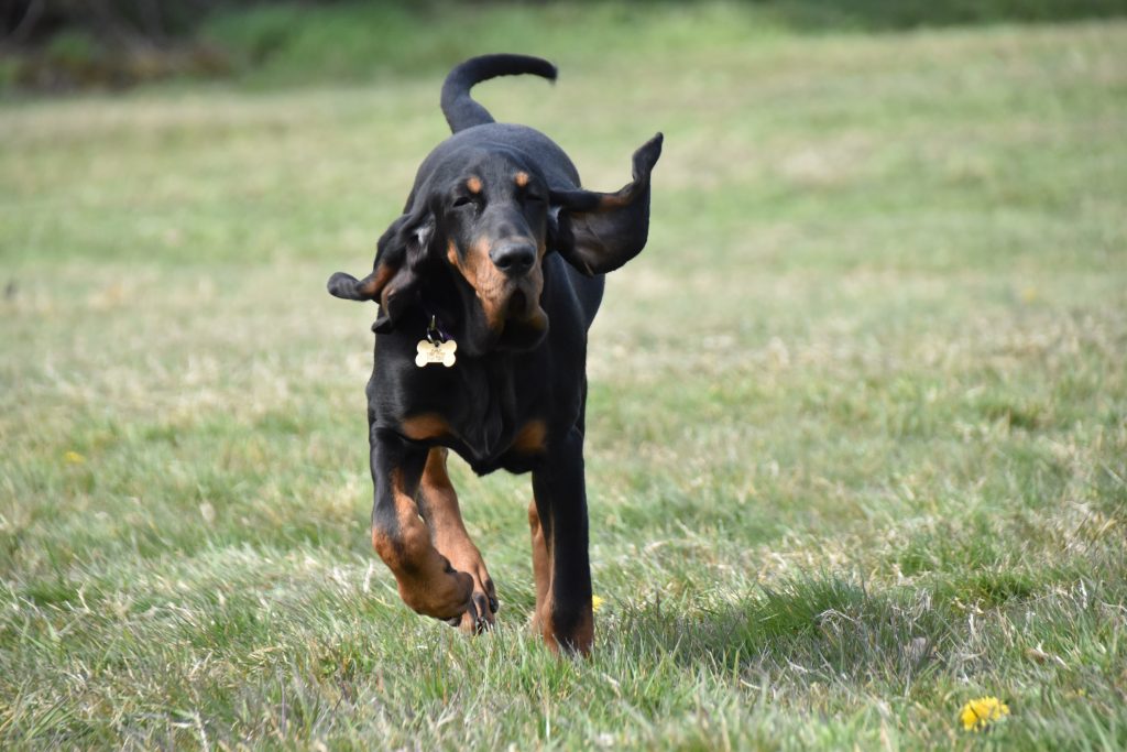 gundog training american english coonhound
