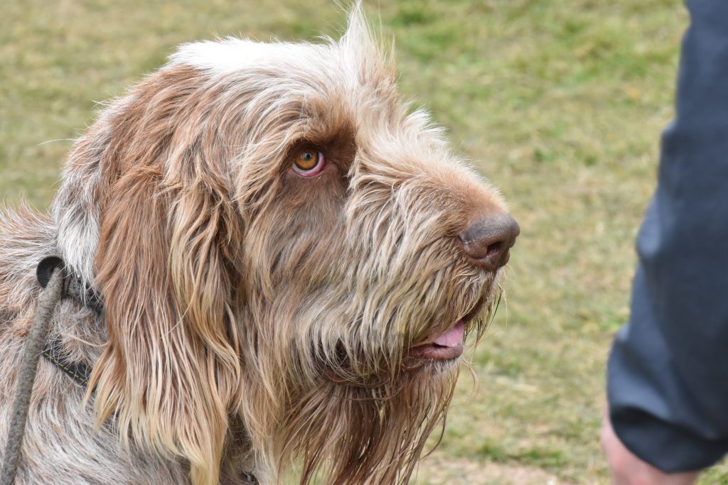 gundog training italian spinone