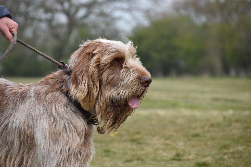 gundog training italian spinone