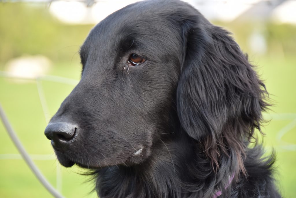 residential gundog training flatcoat retriever