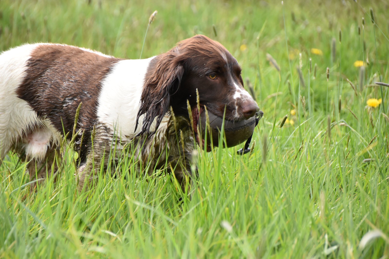 gundog training tessleymoor
