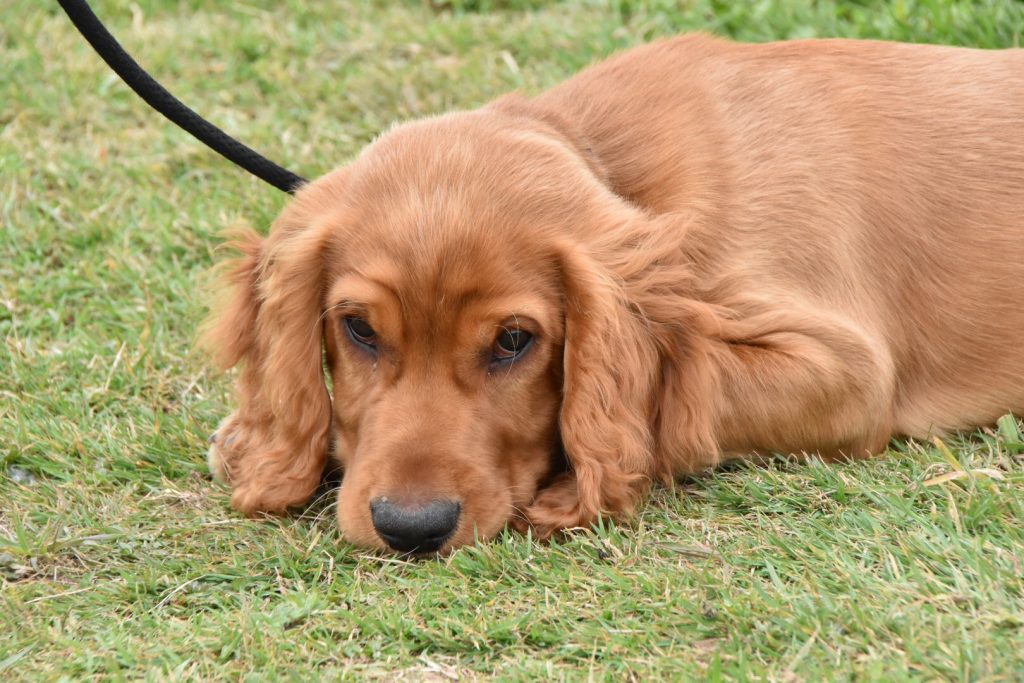 Lucy's Law - Ban on Puppy Farms in England