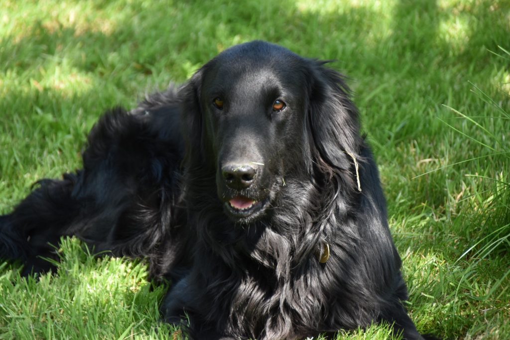 residential training flatcoat retriever