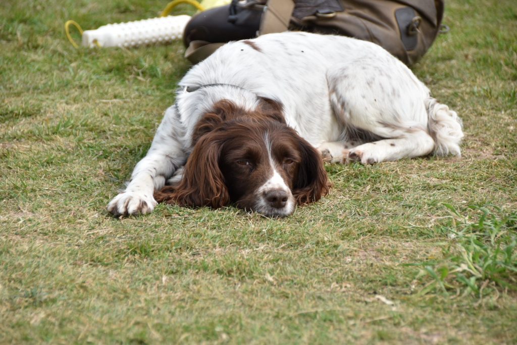 princess springer spaniel