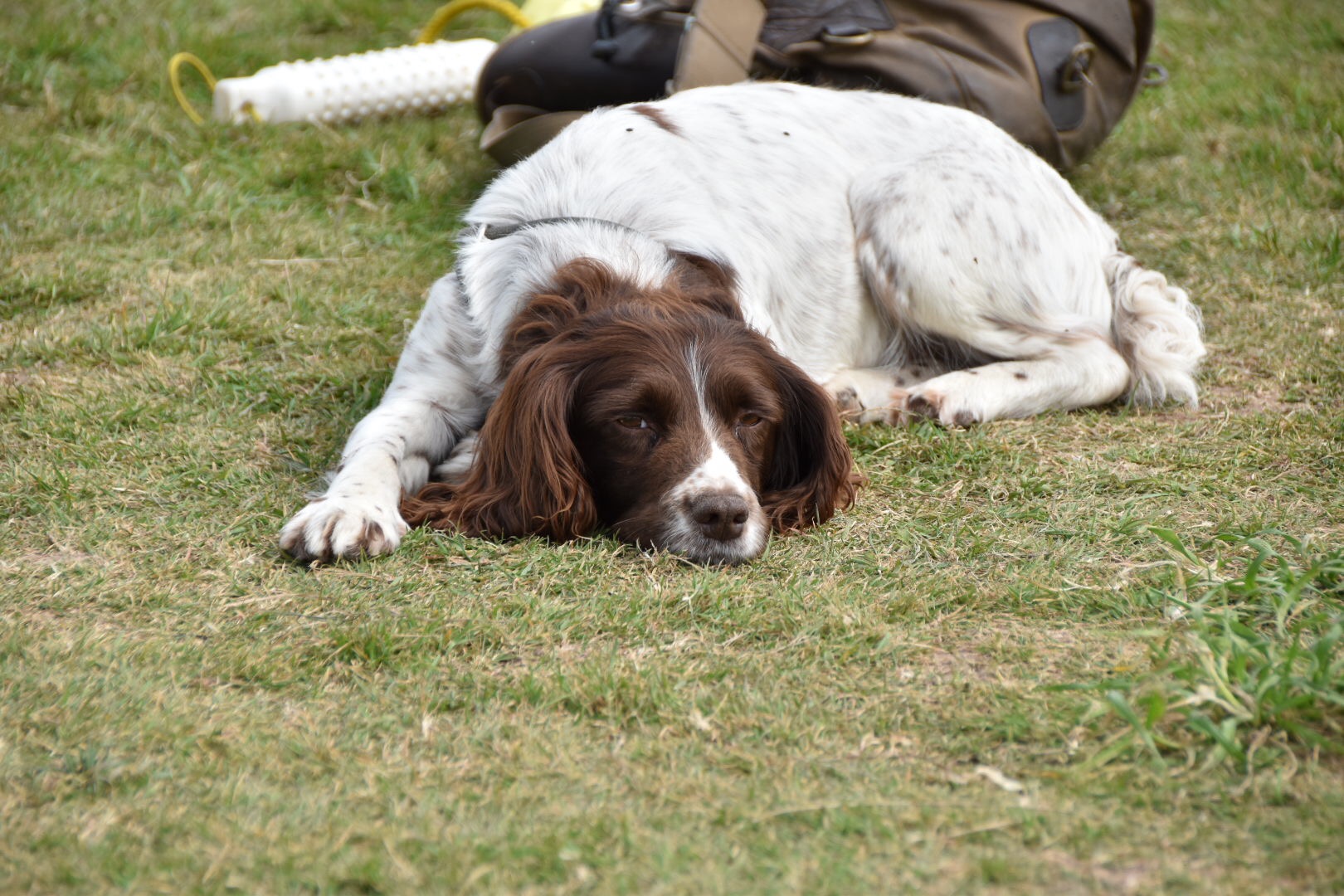 princess springer spaniel