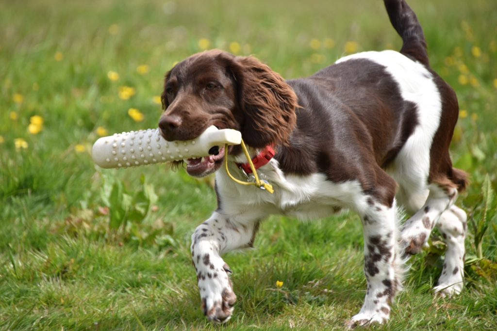 gundog training tessleymoor way