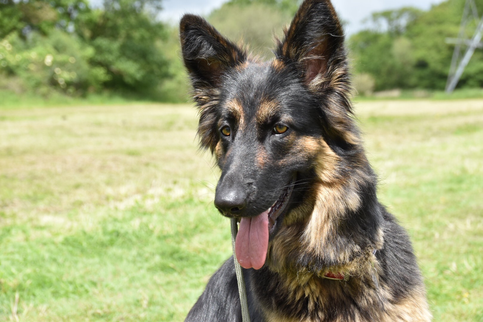 dog aggression german shepherd