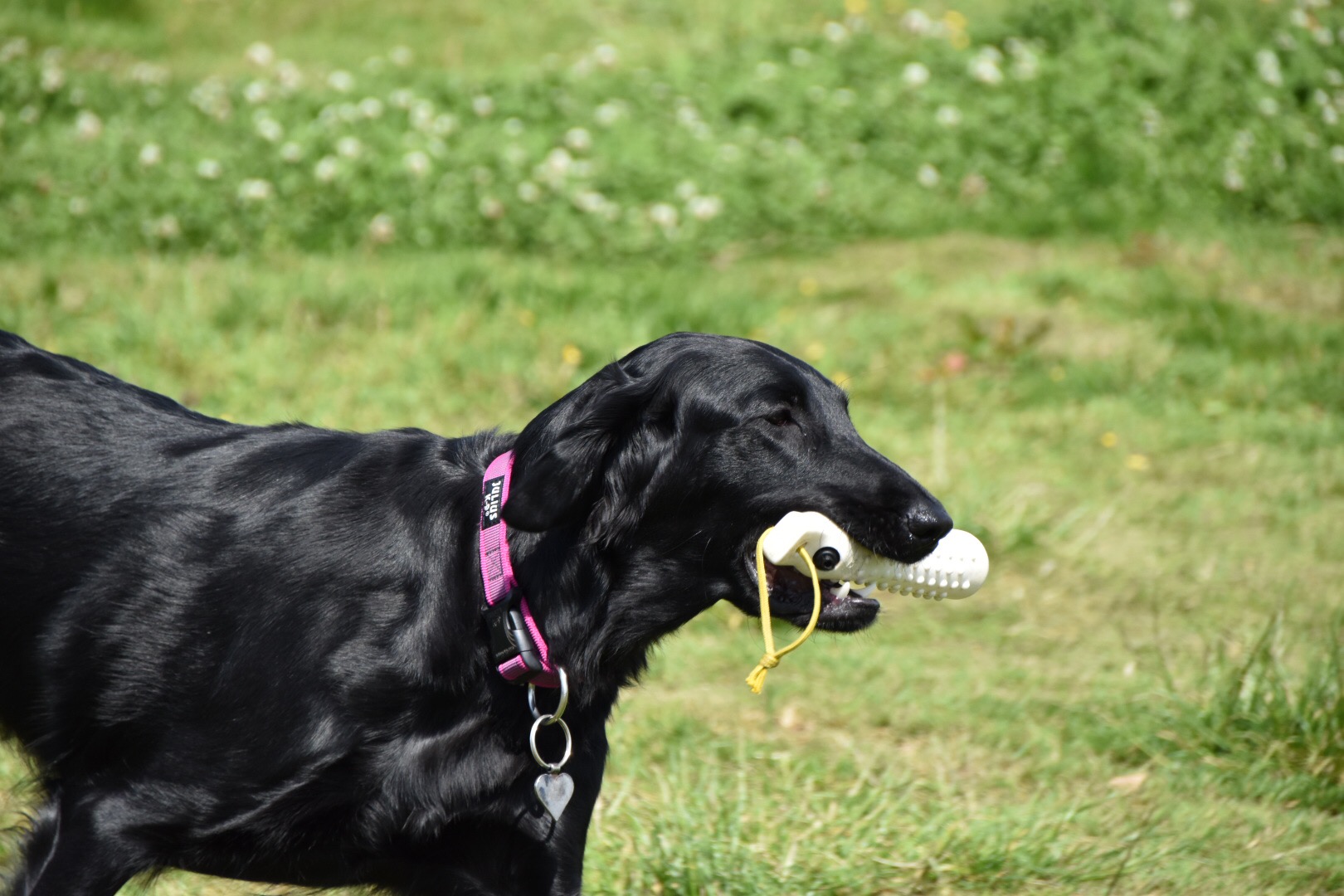 flatcoat retriever gundog training Archives Tessleymoor Gundogs