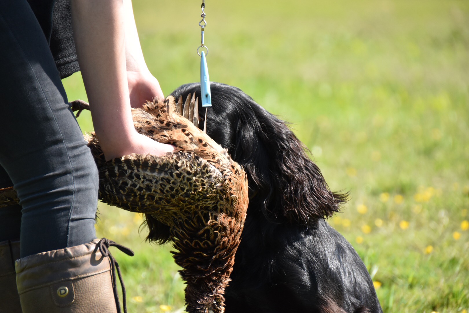 gundog training cocker spaniel the tessleymoor way
