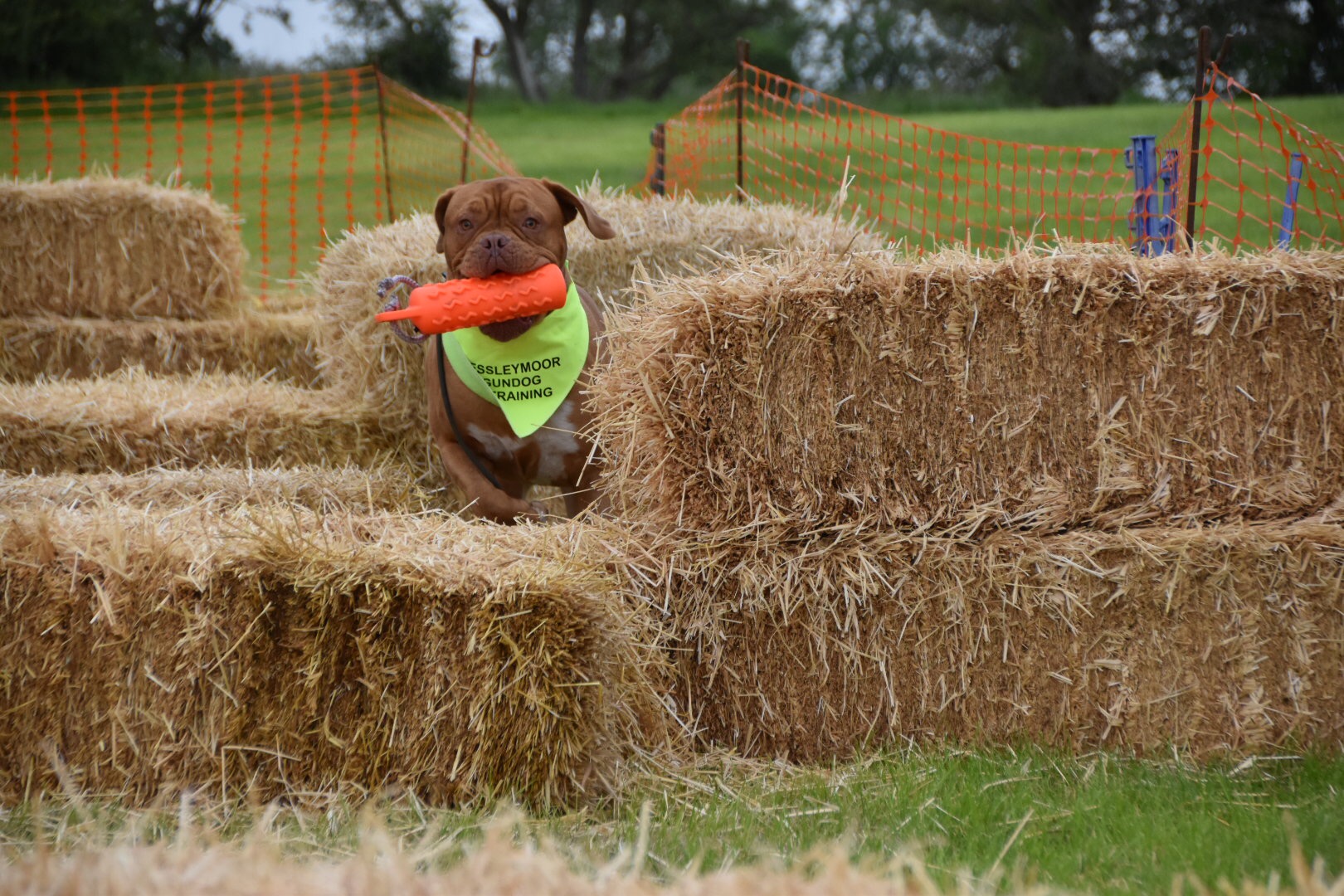 cocker spaniel gundog training