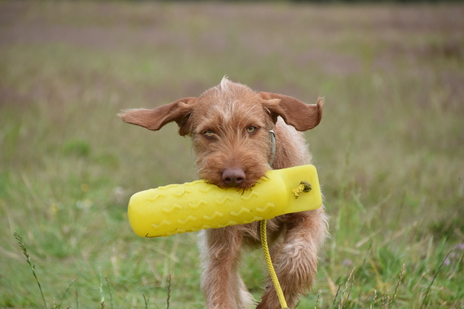 residential puppy gundog training
