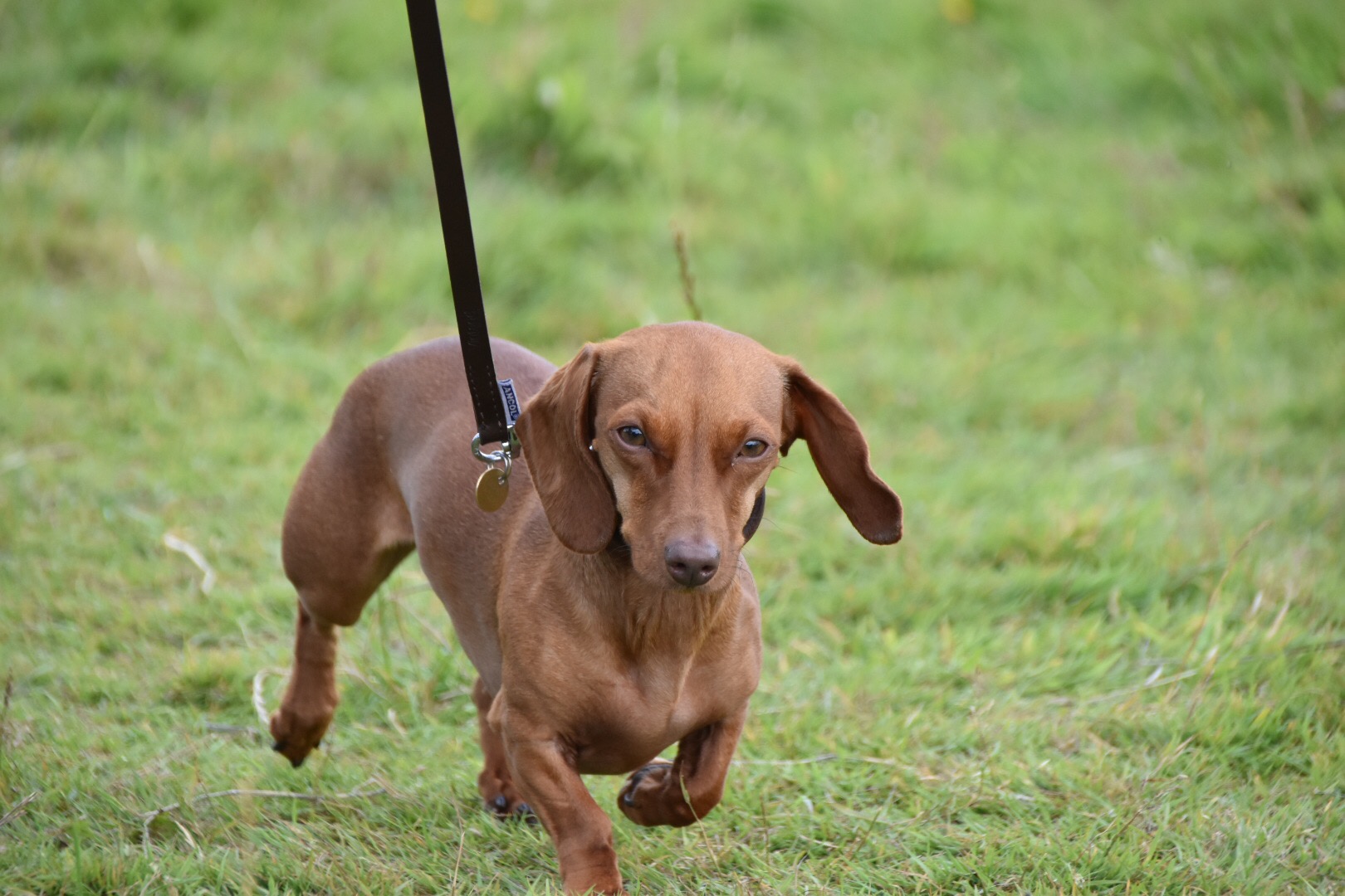 summer dog training tessleymoor