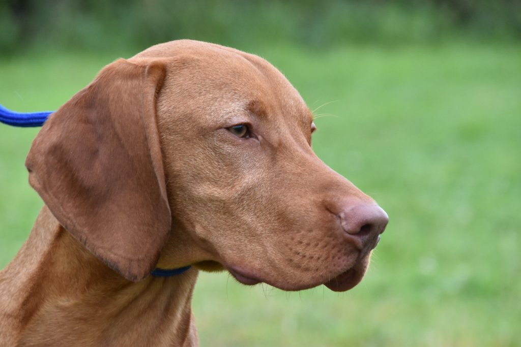 Vizsla shop aggressive biting