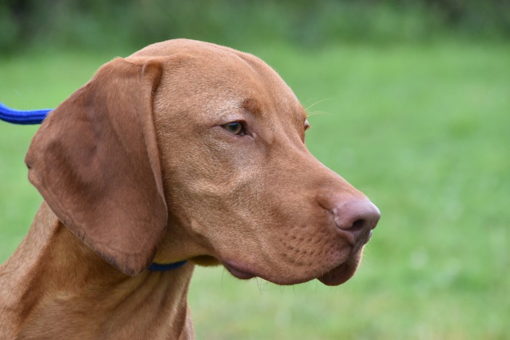 are hungarian vizslas aggressive