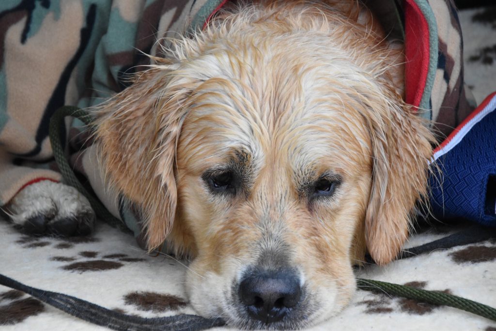 dog training golden retriever