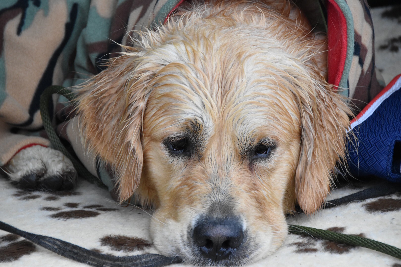 dog training golden retriever