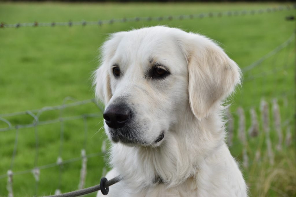 residential dog training golden retriever
