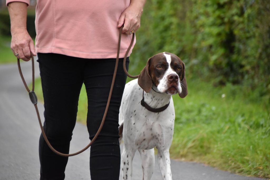 dog behaviour correction english pointer