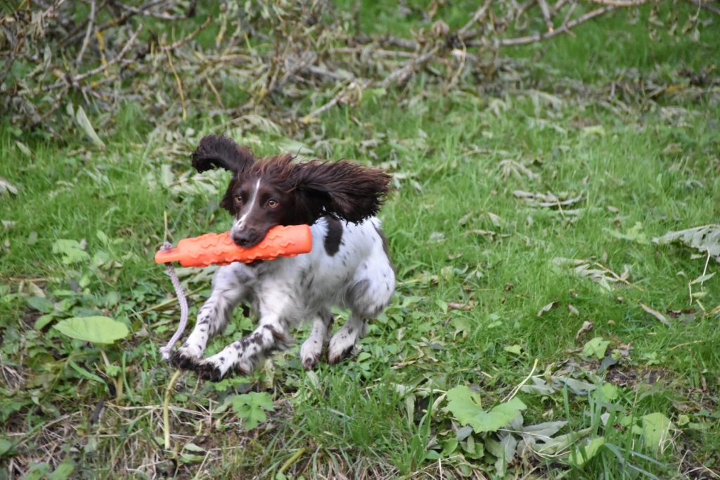 gundog training scottish borders