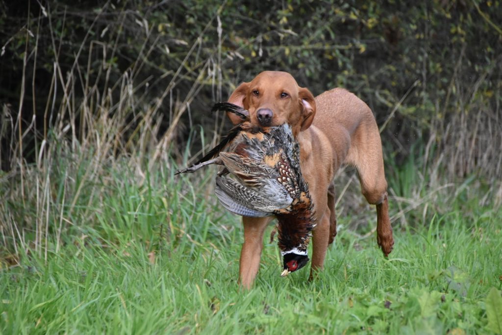 shooting season cold game training