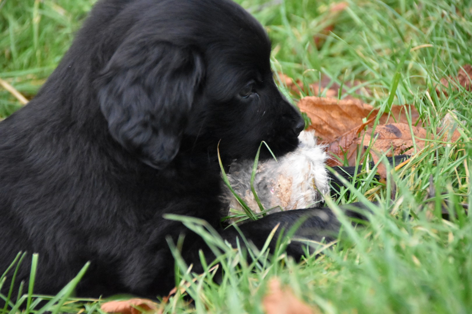 Flat coat discount puppy