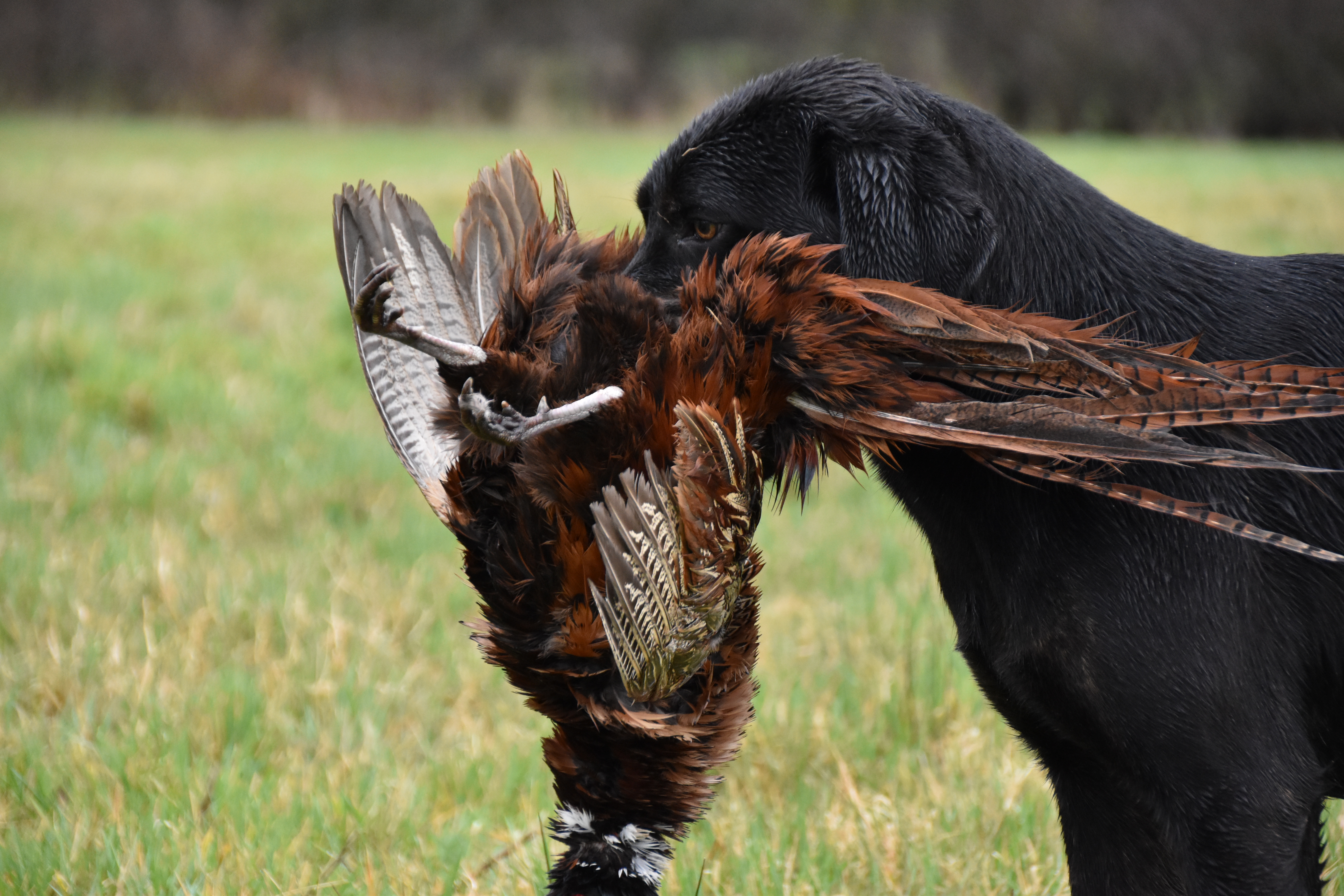 2020 gundog training goals