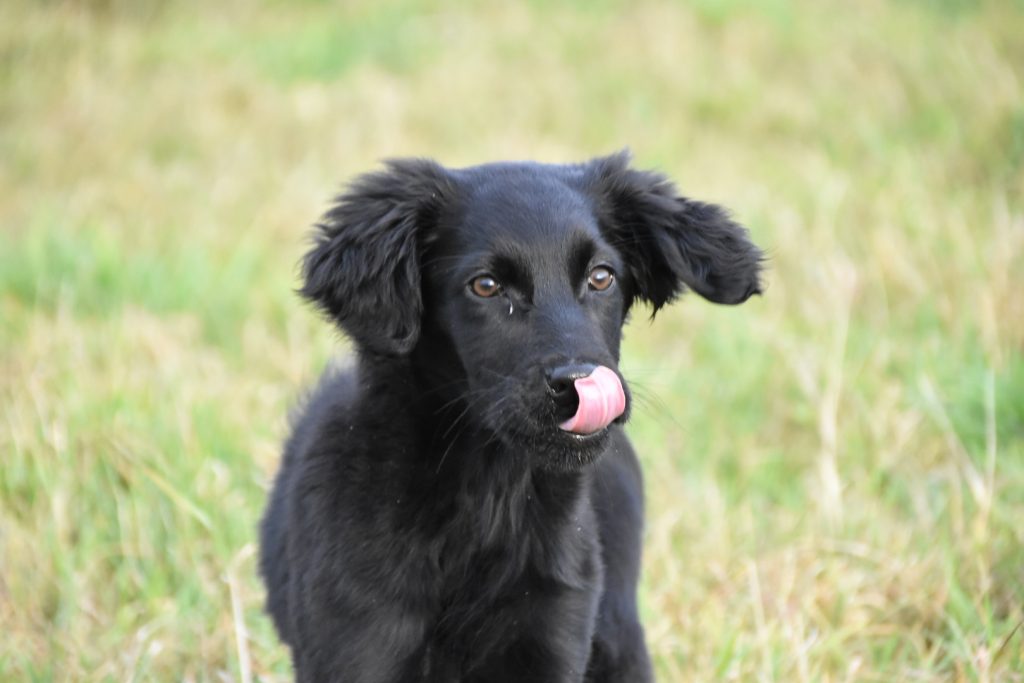Flat Coated Retriever Puppy | Puppy Training | Tessleymoor