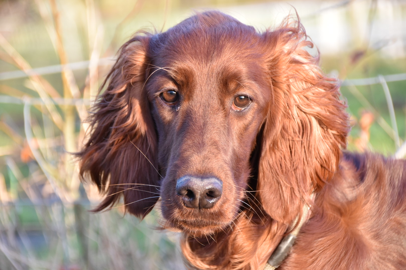 residential dog training irish red setter