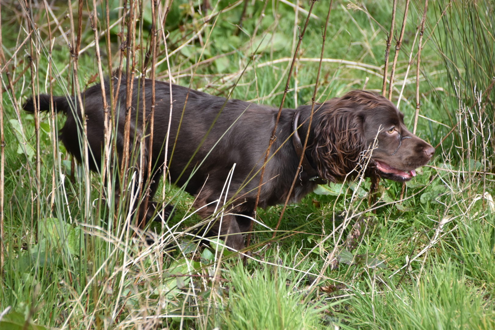 training your dog through coronavirus
