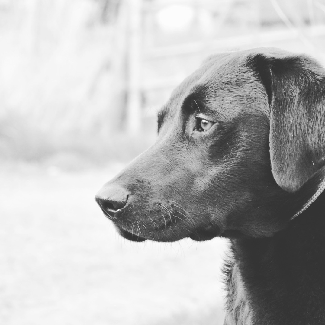 residential gundog training working labrador